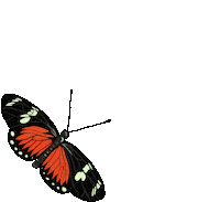 Butterfly Sticker