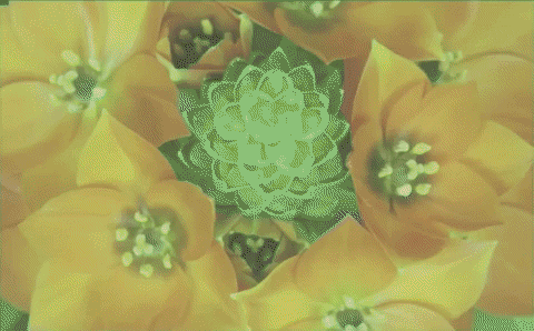 GIF by HuMandalas