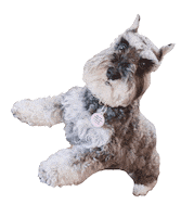 Dog Sticker by Diggs Pet