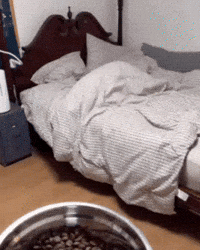 Hungry GIF