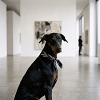 Sarcastic Fashion GIF by Woofzara