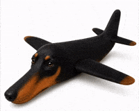 Airplane Doberman GIF