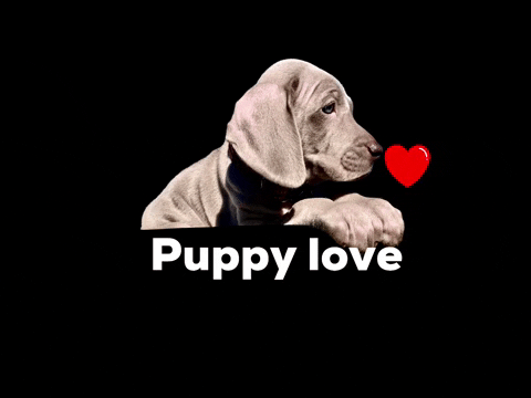 hakubaldwincenter giphyattribution puppy love puppylove hbc GIF