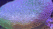 GIF by William Wolfgang Wunderbar