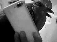 Dek GIF