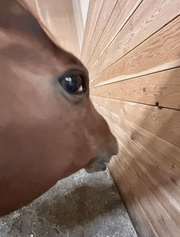 I See You What GIF