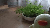Bean seedlings grew up.　chick people Piyo 豆苗が育ったぴょ