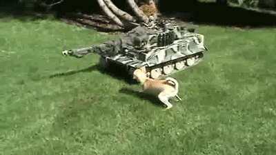 Dogs Tanks GIF