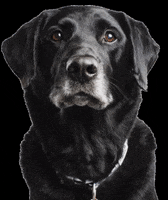 BlackLabBeer funny dog blacklabbeer black lab beer blacklabbrewing GIF