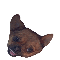 chihuahua STICKER by imoji