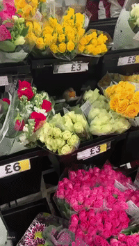 Robin Calmly Sits Among the Flowers at London Supermarket