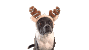 Christmas Advent Sticker by Strauss Financial