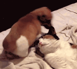 Video gif. A puppy wags its tail and steps over a cat resting on back before sitting on the cat's face and turning back to look at it.