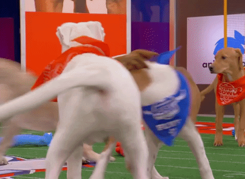Animal Planet GIF by Puppy Bowl