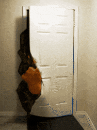 Come At Me Big Bird GIF by Boring Merch