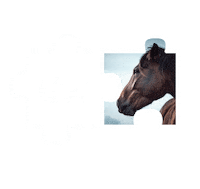 Vegan Horse Sticker by Fundacja Viva!