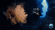 Coral Reef Ocean GIF by Mission Blue