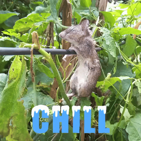 Rat Mouse Chill Relax Hang Cuterat GIF