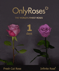 OnlyRoses love flowers romance valentines day GIF