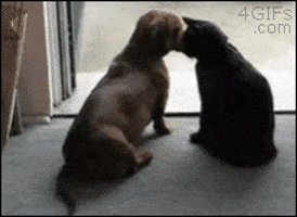 Cat GIF