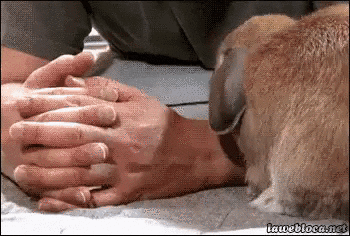 bunny pets GIF