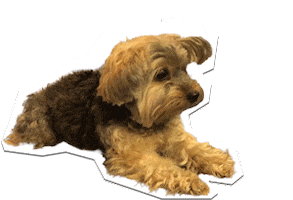 ChicSketch girl fashion new post swipe up Sticker