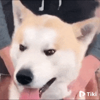 Happy Dogs GIF by TikiIndia