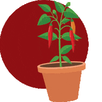 Plant Foodie Sticker by PRO-MIX Gardening