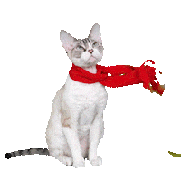 Devon Rex Cat Sticker