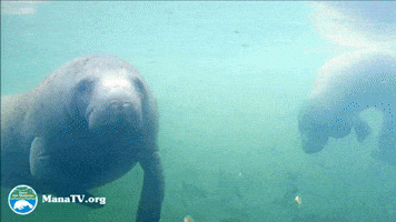 GIF by SaveTheManateeClub