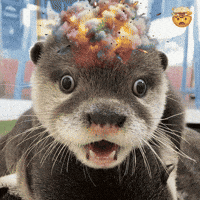Otter GIF