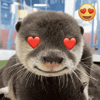 Otter GIF