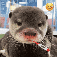 Sick Otter GIF