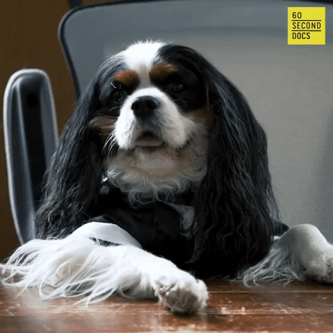 Dog GIF by 60 Second Docs