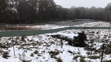Tasmanian Devils Love Snowfall at Barrington Tops