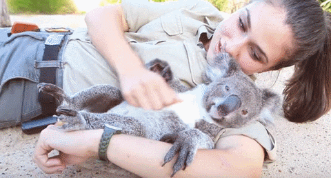 belly koala GIF