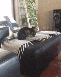 Cat GIF