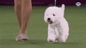 GIF by Westminster Kennel Club