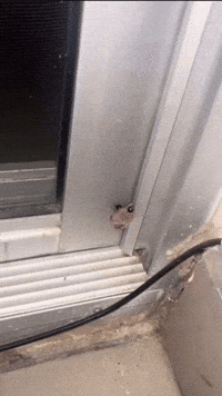 Door Rat GIF