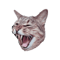 Roar Sticker