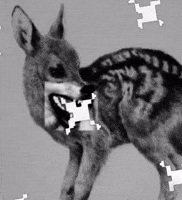 Wolf GIF