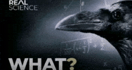 Disbelief What GIF