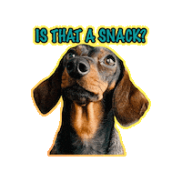 milagency food snack doxie snacktime Sticker