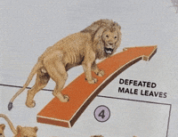 Lion Defeated Male GIF