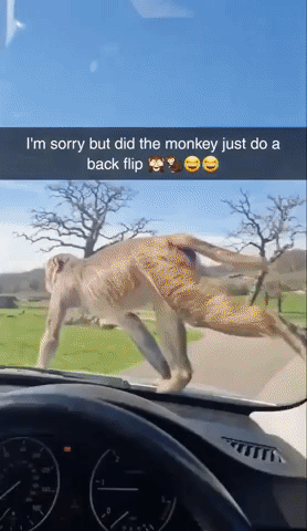 Monkey Backflips Off Car