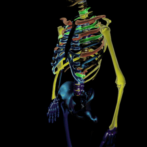 artists on tumblr skeleton GIF by G1ft3d