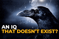 Iq Who Is He GIF