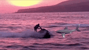 shark attack sea GIF by Tim Coronel