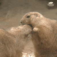 I Love You Valentine GIF by Tierpark Berlin