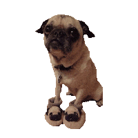 pug STICKER by imoji